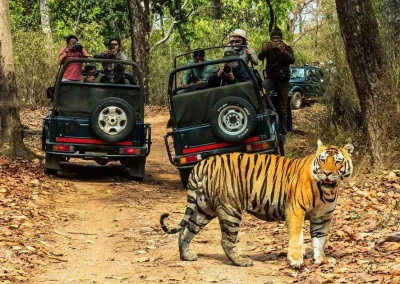 Jungle safari